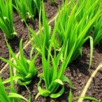 pathogen-lncrna-hijacks-rice-mirna-for-virulence