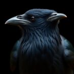 seeing-beyond-black:-new-research-reveals-how-american-crows-perceive-their-feather-colors