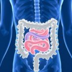 transplantable-large-scale-functional-human-gut-tissues
