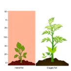how-plants-adapt:-heat-stress-acclimation-explained