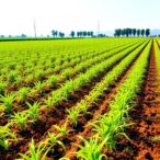 boosting-crop-yield-accuracy-with-mhcnn-lstm-mha-model