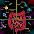 angptl4-links-diet,-microbes-to-gut-barrier-breakdown