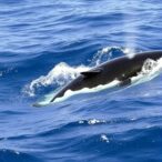 rising-sightings-of-blue-and-fin-whales-in-the-south-east-atlantic