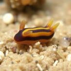 new-tiny-sesame-sea-slug-species-discovered-in-northern-taiwan-waters