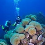 unveiling-the-unseen-effects-of-scuba-diving-tourism-on-coral-reef-ecosystems