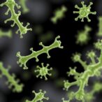new-phages-uncover-resistance-genes-in-dorea