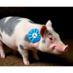 cytokine-patch-boosts-wound-healing-in-rodents,-pigs