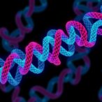 β-arrestin-condensates-control-gpcr-function