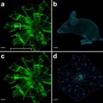 caspase-4-mice-show-cytoplasmic-tdp-43,-aging-neuropathy