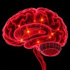 transcription-factors-shape-cerebral-neuron-patterns