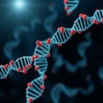 how-mtdna-mutations-build-with-age