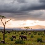 protecting-africa’s-biodiversity:-why-working-landscapes-matter-beyond-just-fenced-reserves