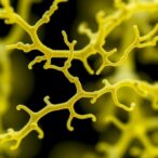 hybrid-bioprinting-creates-capillary-scale-vascular-networks