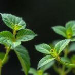 plants-demonstrate-exceptional-resilience-to-protein-translation-errors