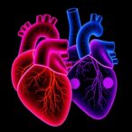 left-and-right-ventricles-show-different-resilience-to-cardiac-arrest-effects