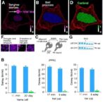 aberrant-mrna-splicing-fuels-endometriotic-cell-growth