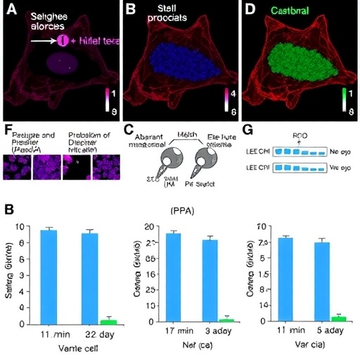 aberrant-mrna-splicing-fuels-endometriotic-cell-growth