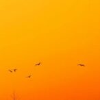 obscured-in-a-vibrant-orange-haze:-breaking-news-in-science