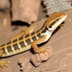 ohio-wall-lizards-overcame-genetic-bottleneck-through-reproduction,-study-finds