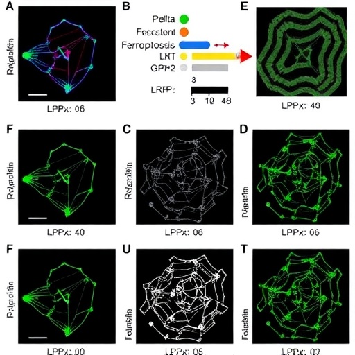 lrp2-controls-ferroptosis-via-wnt/gpx4-in-crc