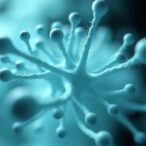 polymyxin-resistance-evolution-and-fitness-costs-in-acinetobacter
