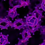 coxfa4l2-boosts-cytochrome-c-oxidase-in-leigh-syndrome