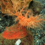 sea-cucumber-tissues-demonstrate-natural-immortality-in-seawater