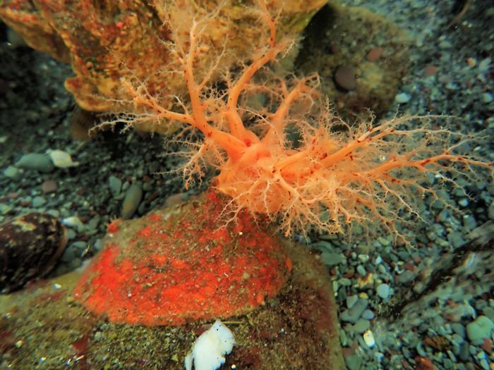 sea-cucumber-tissues-demonstrate-natural-immortality-in-seawater