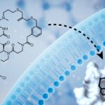macrocyclic-peptide-drugs-unlocked,-membrane-permeability-screened-at-scale