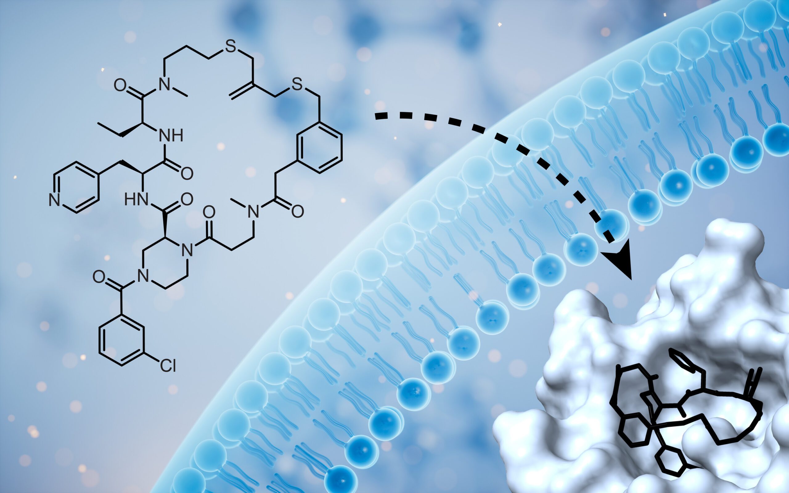 macrocyclic-peptide-drugs-unlocked,-membrane-permeability-screened-at-scale