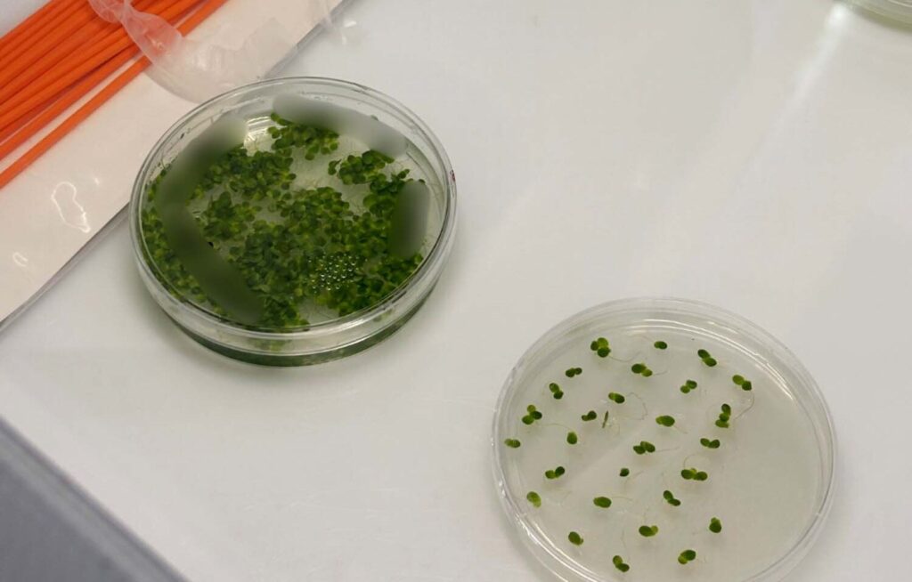 turning-the-patent-cliff-into-a-bioplant-opportunity