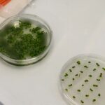 turning-the-patent-cliff-into-a-bioplant-opportunity