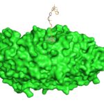 targeted-protein-degradation-broadens-its-scope