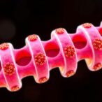 rras2–bmpr2-loop-drives-bone-growth,-targets-osteoporosis