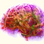 disease-detection-gets-boost-from-keck’s-new-brain-reference-map