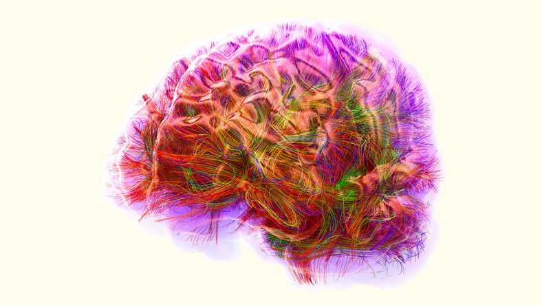 disease-detection-gets-boost-from-keck’s-new-brain-reference-map