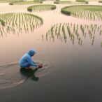 crop-trade-eases-china’s-water-crisis-unevenly