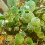 ascidian,-lilly-ink-rna-exon-editing-pact-worth-up-to-$1.9b-for-genetic-kidney-diseases