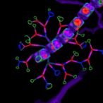acridine-compound-binds-vegf,-cuts-cam-vascularization