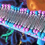 immune-cell-phenotyping:-cell-surface-architecture-informs-disease-biology