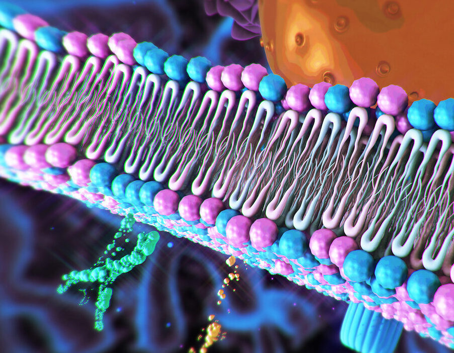 immune-cell-phenotyping:-cell-surface-architecture-informs-disease-biology