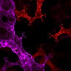 commensal-acetylcholine-boosts-mucosal-immunity