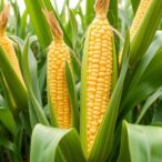 plastoglobules-boost-nitrogen-assimilation-in-maize