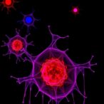 runx1-driven-gcn5-boosts-icoslg,-activates-t-cells