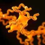 atp-binding-remodels-amyloid-fibrils,-reduces-toxicity