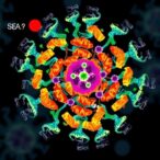 high-resolution-es-dma-maps-aav-capsid-dna-content