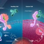 stipple-bio-and-lonza-agree-to-focus-on-advancing-oncology-adc-therapies