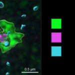 novel-intracellular-pathway-identified-that-protects-against-viral-and-bacterial-infection