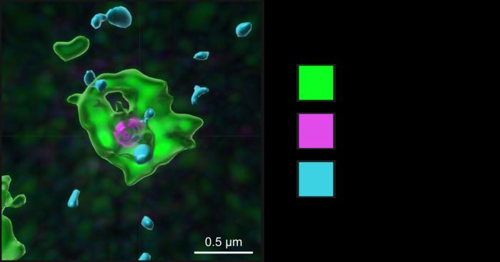 novel-intracellular-pathway-identified-that-protects-against-viral-and-bacterial-infection