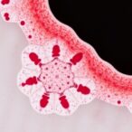 omicron-ba286,-jn.1-broaden-intestinal-cell-tropism